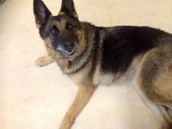 德牧被土狗咬,德牧被主人凶