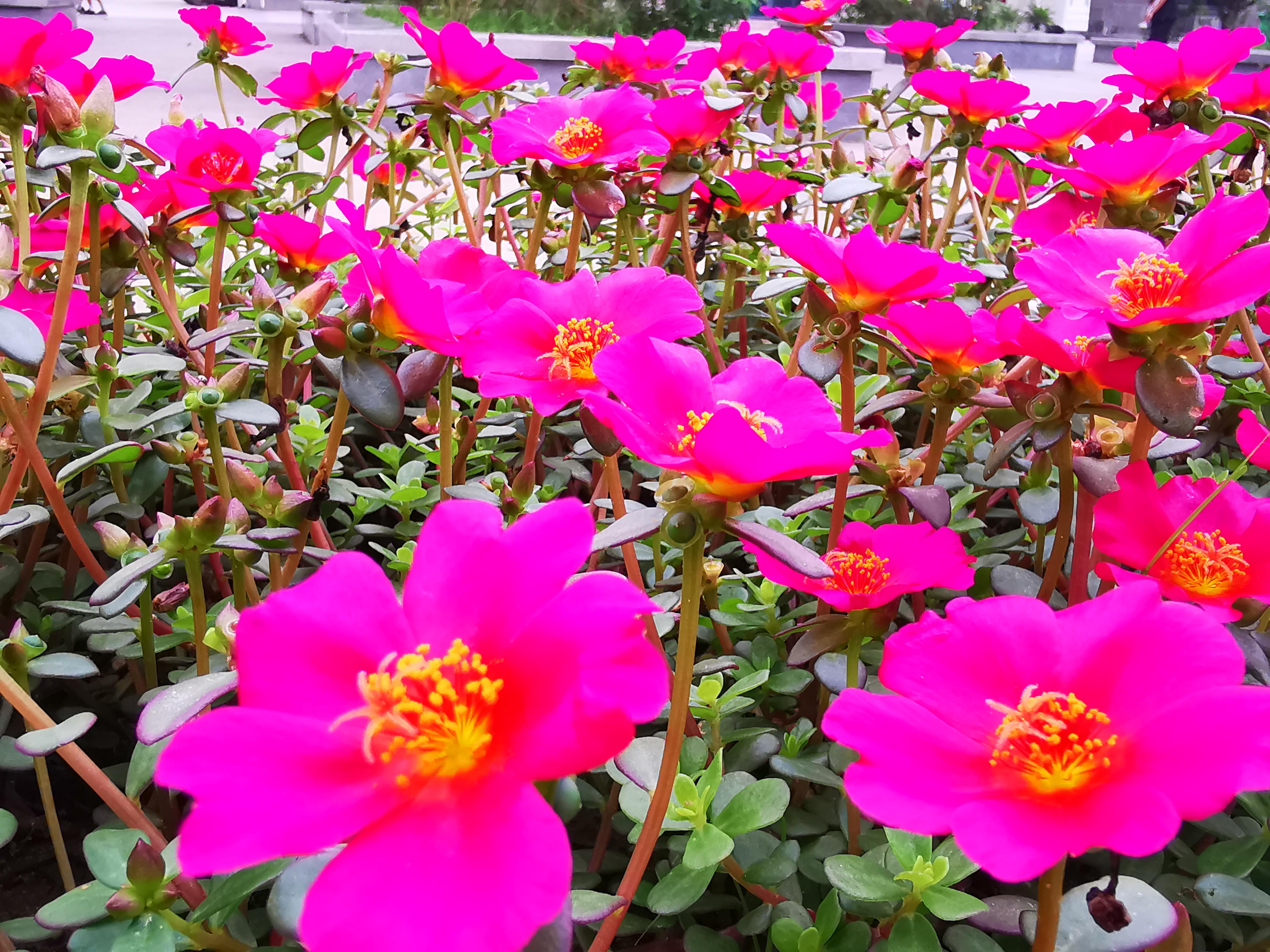 伏牛笔耕苑第332期——今日头条2021.8.20