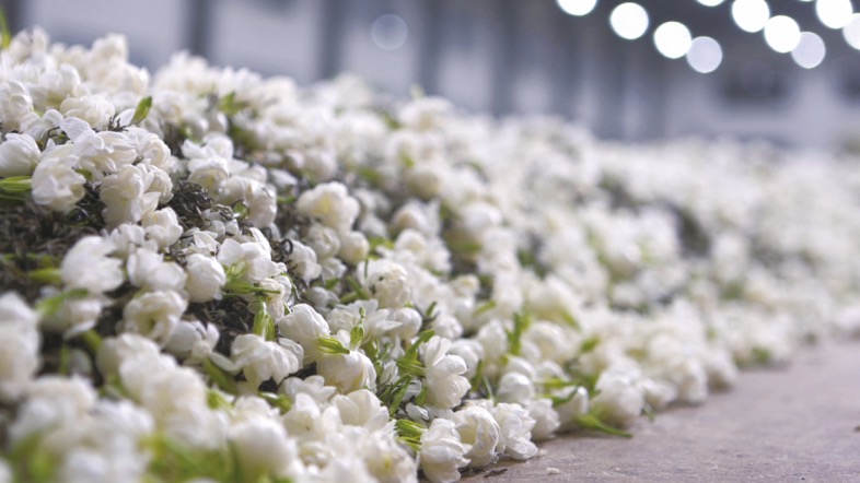 茉莉花茶选品,茉莉花茶怎么选