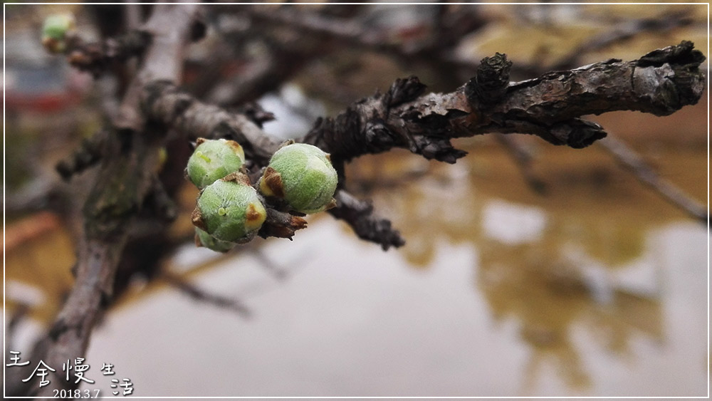 灏忓纰х帀璇楀彞,娓呯鍙汉灏忓纰х帀