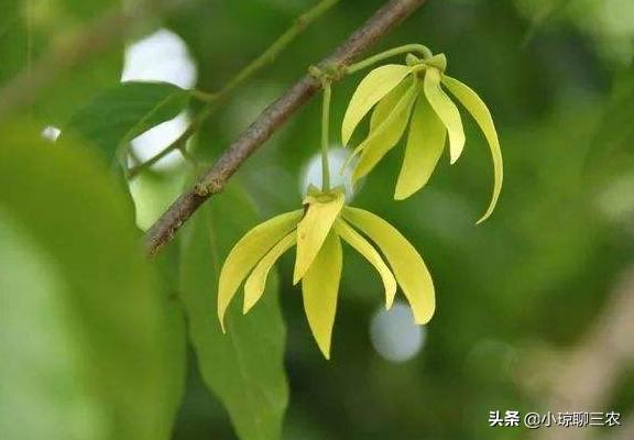 小琼聊三农：香水原产料，与您分享依兰花的种植小技巧及管理方法