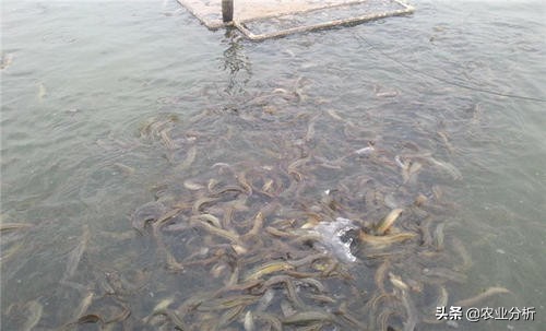 泥鳅池塘高产养殖技术,知道这些受益匪浅,来学习一下