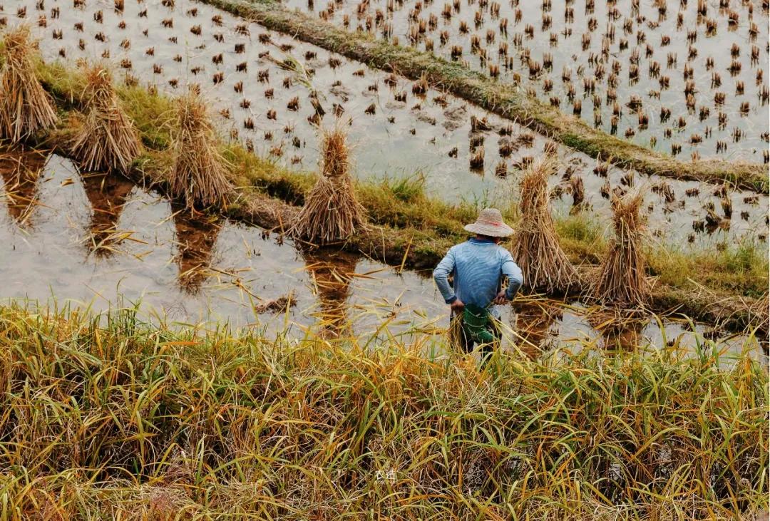 农造田野丨总有一根神经通往乡野|月亮山百里梯田