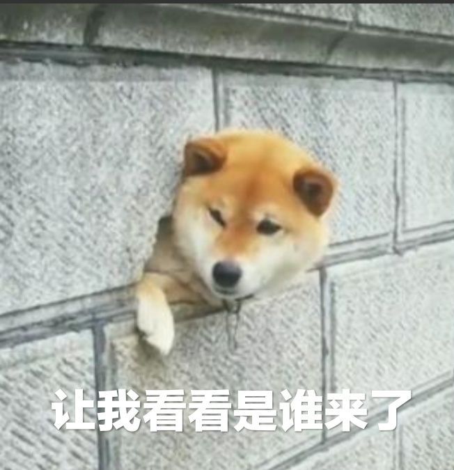 狗狗第一次来姨妈很肿,狗狗第一次来姨妈拉肚子