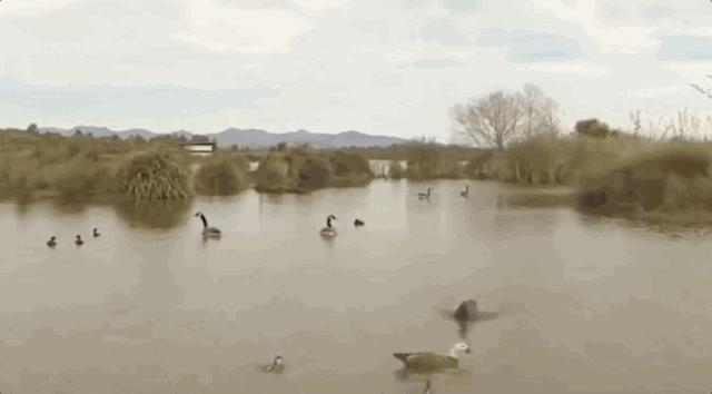 每个生命都值得被虐待,任何生命都不该被虐待