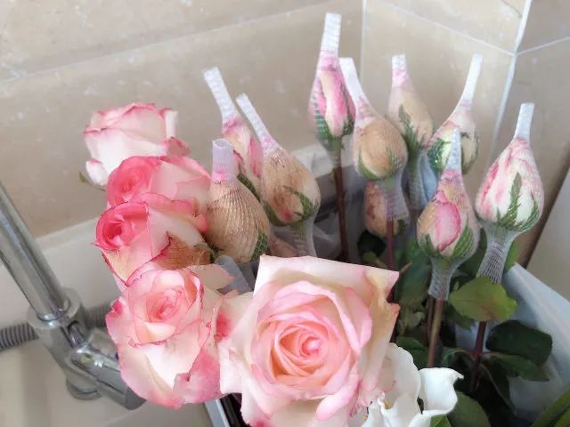 叫醒玫瑰花的办法