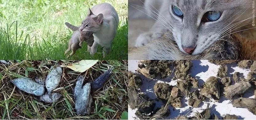 猫咪便秘怎么办教你一招解决,猫咪便秘大便干燥怎么解决