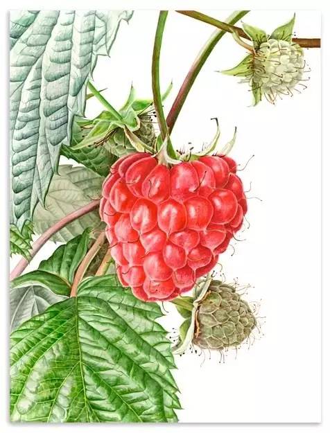 超写实绘画真实吗,超写实的植物绘画