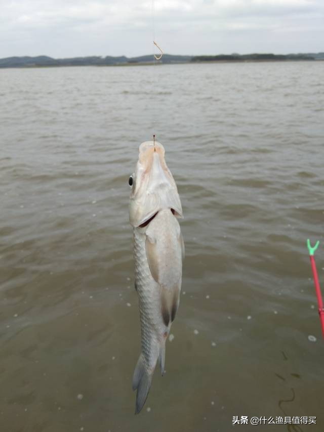 冬天钓鲫鱼小综合鱼竿,寒潮大风天钓鱼