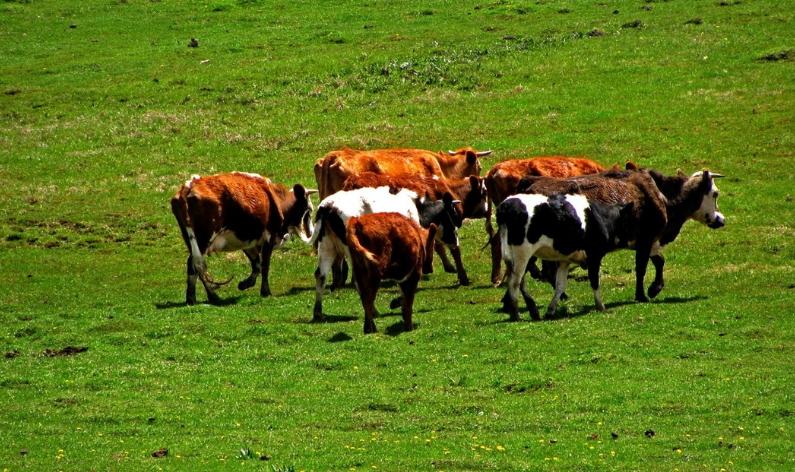 新生儿奶粉排行榜前十,新生儿奶粉排行榜爱他美
