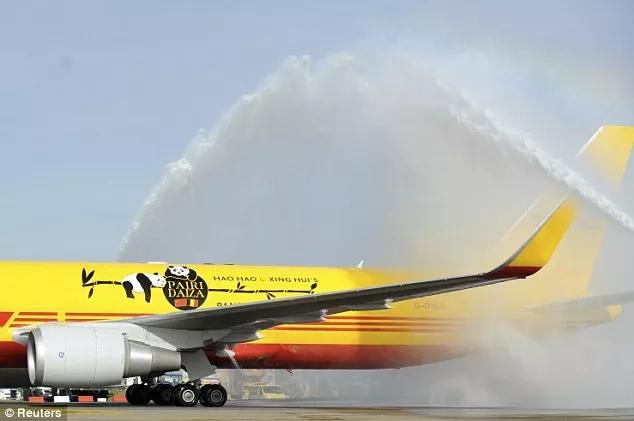 终于拍到熊猫,终于拍到了可爱的大熊猫