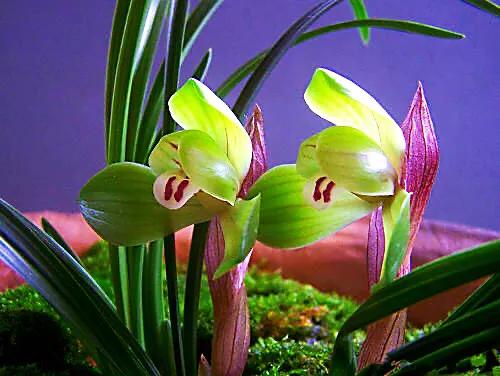 春兰大富贵和翠盖荷如何区别,春兰大富贵和郑同荷有什么区别