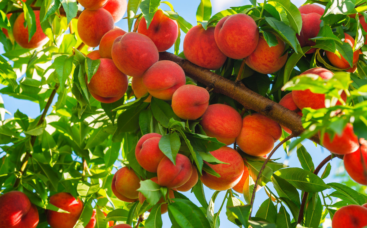 桃树结的果子容易生虫是什么原因,桃树开花用什么农药结果不生虫子