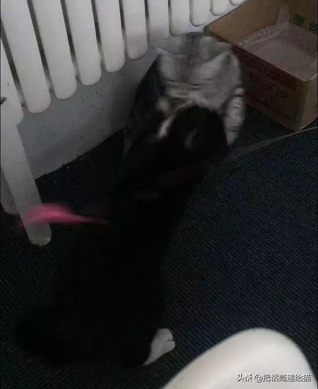 猫故事全集,猫故事小说