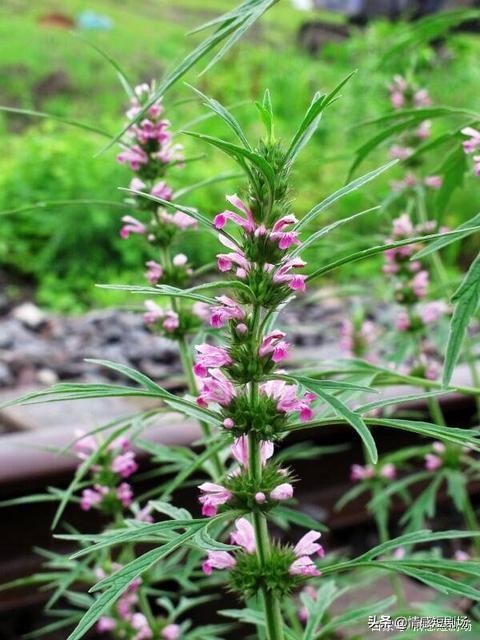 怀孕一个月连续喝十次益母草,怀孕一个半月喝了益母草
