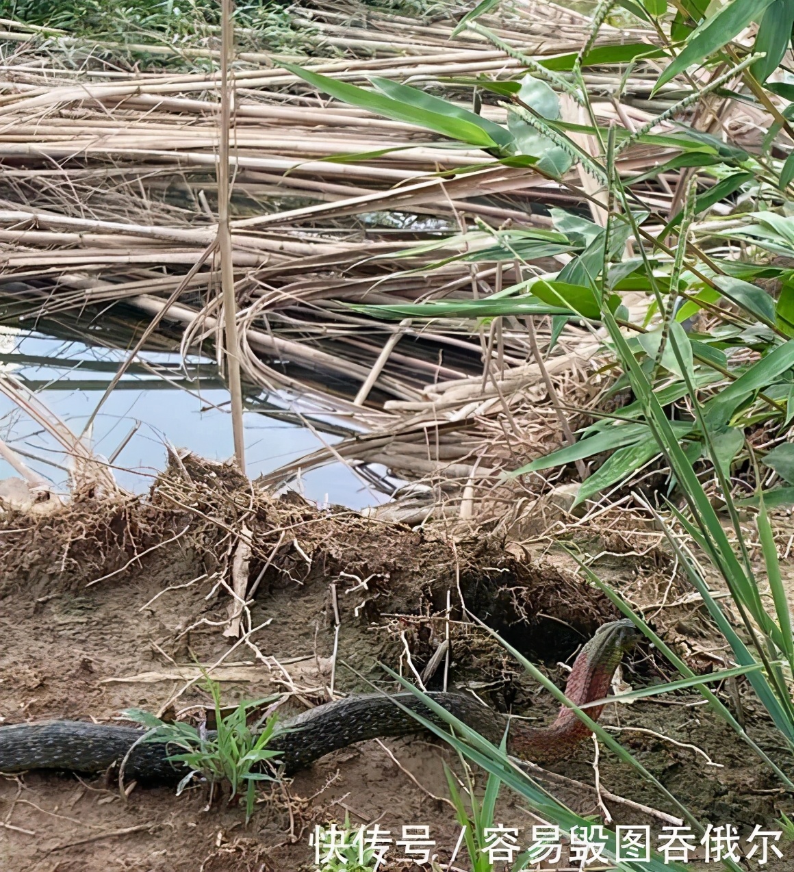 野外钓鱼遇见蛇打不打,去野外钓鱼碰到蛇