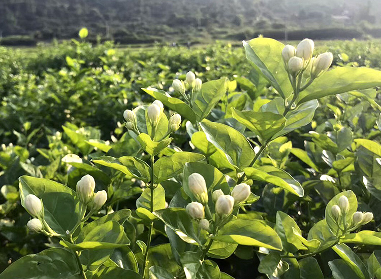 茉莉花茶不贵吧,茉莉花茶值得收藏吗