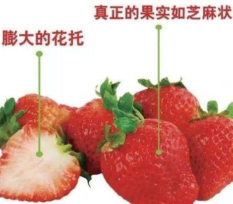 水果杂交冷知识,你不知道的水果冷知识