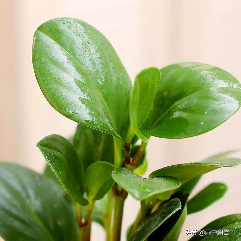 豆瓣绿病虫害多吗养护方法,豆瓣绿黄叶烂芽怎么处理