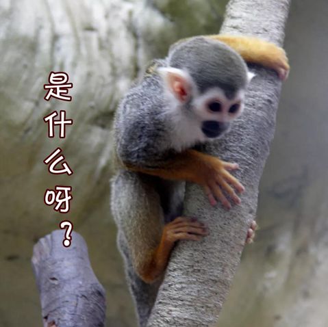 南通森林野生动物园门票团购双人,南通森林野生动物园门票活动团购