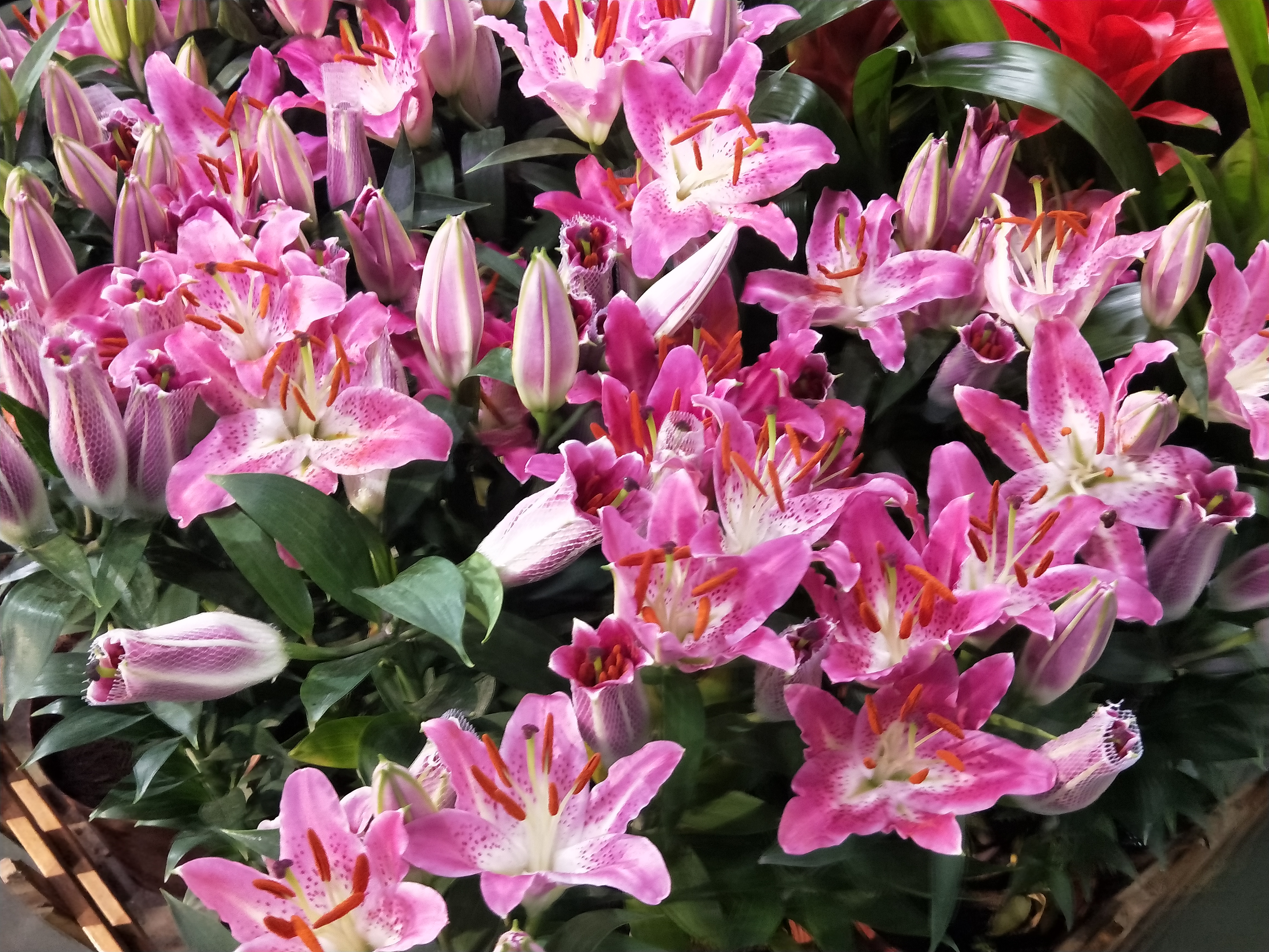 盆栽的百合怎么养最好,盆栽百合的养殖方法有哪些