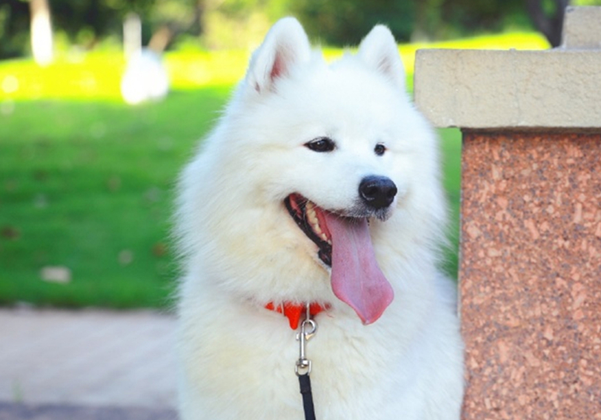 狗狗疑似涨奶是怀孕了吗,狗狗分泌乳汁证明假孕要结束了吗