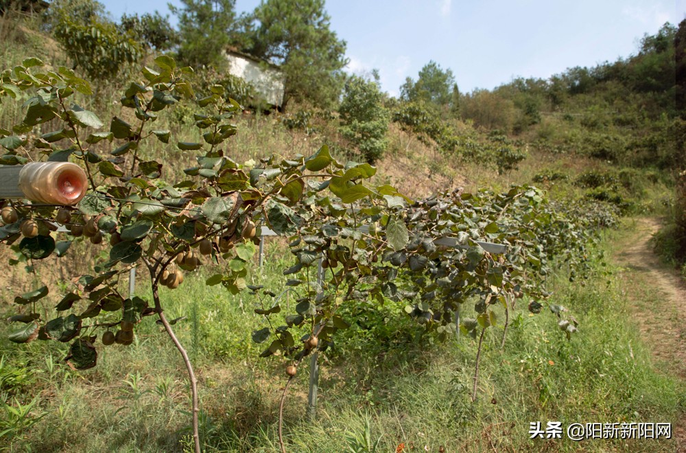 阳新县新闻,湖北鄂州阳新新闻