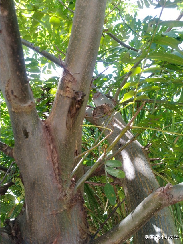 养蝉的乐趣,在家养蝉的一生全过程