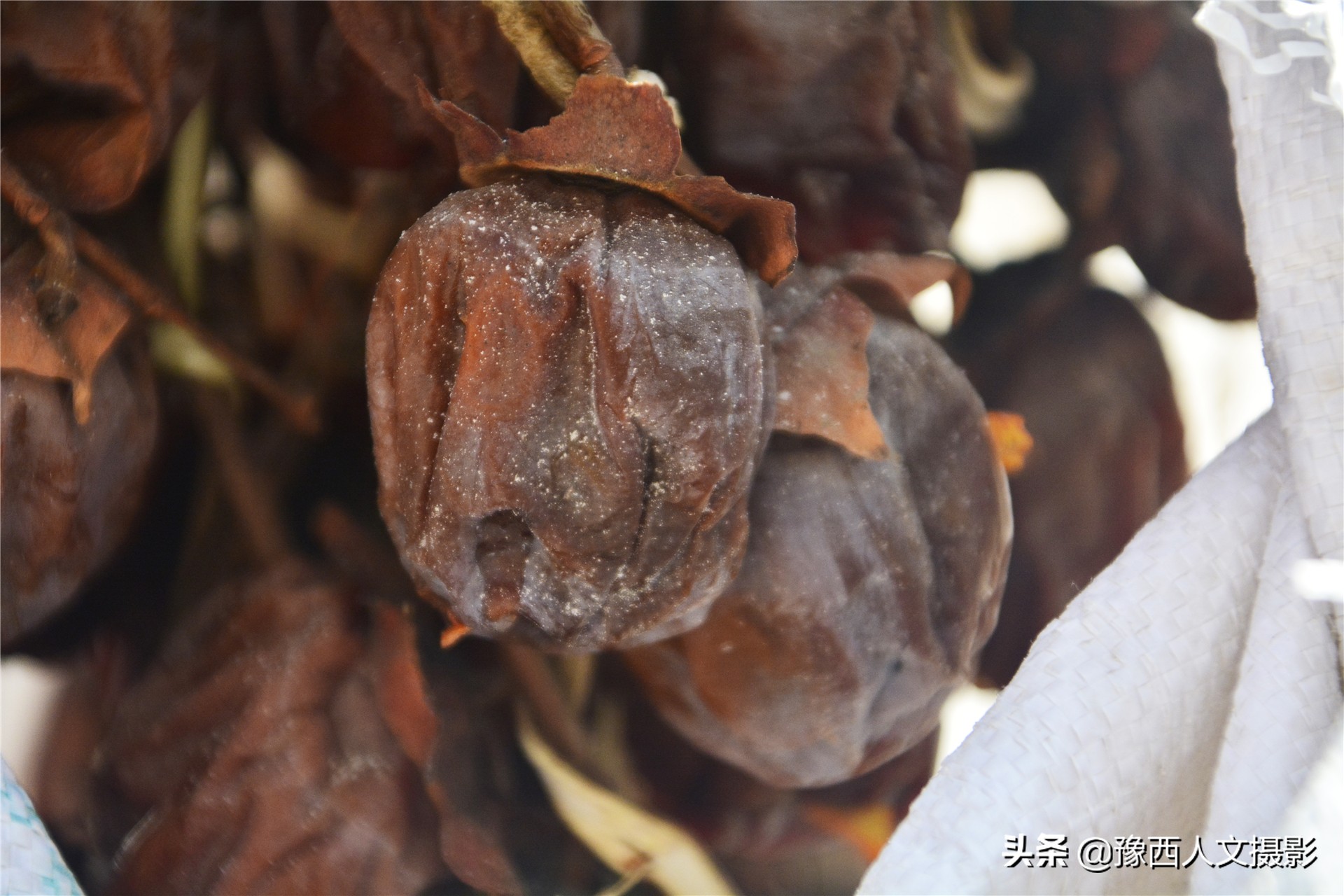 一百多年的老柿树才长这么大,碗口粗无核柿树图片