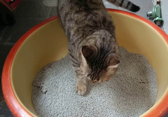 明明驱虫了但为什么还有蜱虫,猫咪得了毛滴虫主人要怎么防