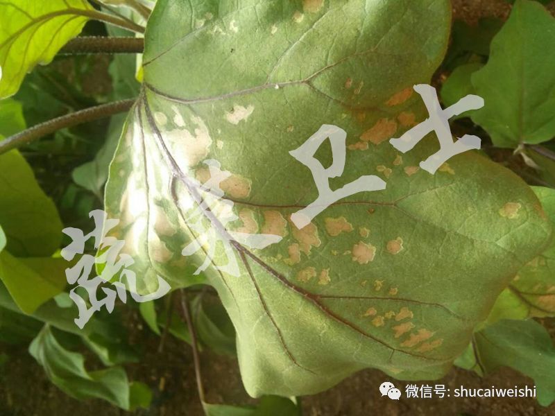 茄子叶片各种病害图解,茄子叶片长灰色霉是什么病
