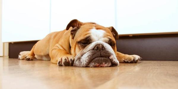 狗的离世给主人带来的打击,狗离世前的征兆