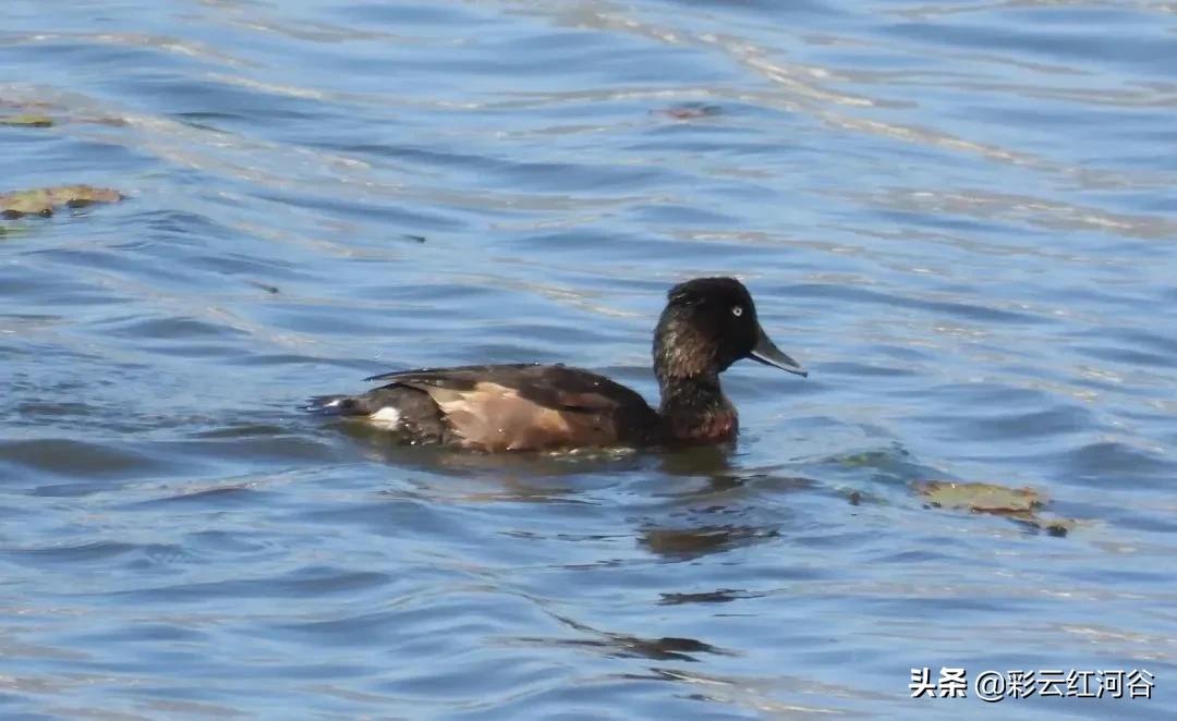 中国云南哪里好看,云南的云彩为什么好看