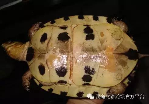 安布闭壳龟繁殖技术,安布闭壳龟要办证吗