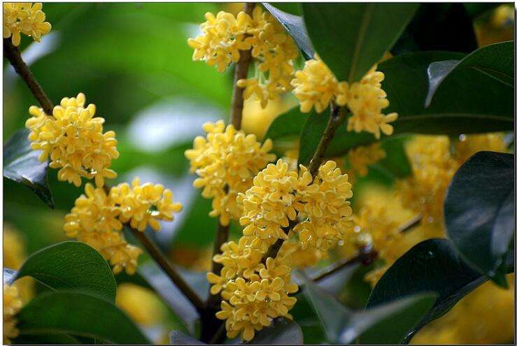 哪种桂花最香最好养,什么桂花最耐寒最好养