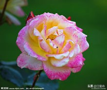 玫瑰的花语100句,一朵盛开的玫瑰花语