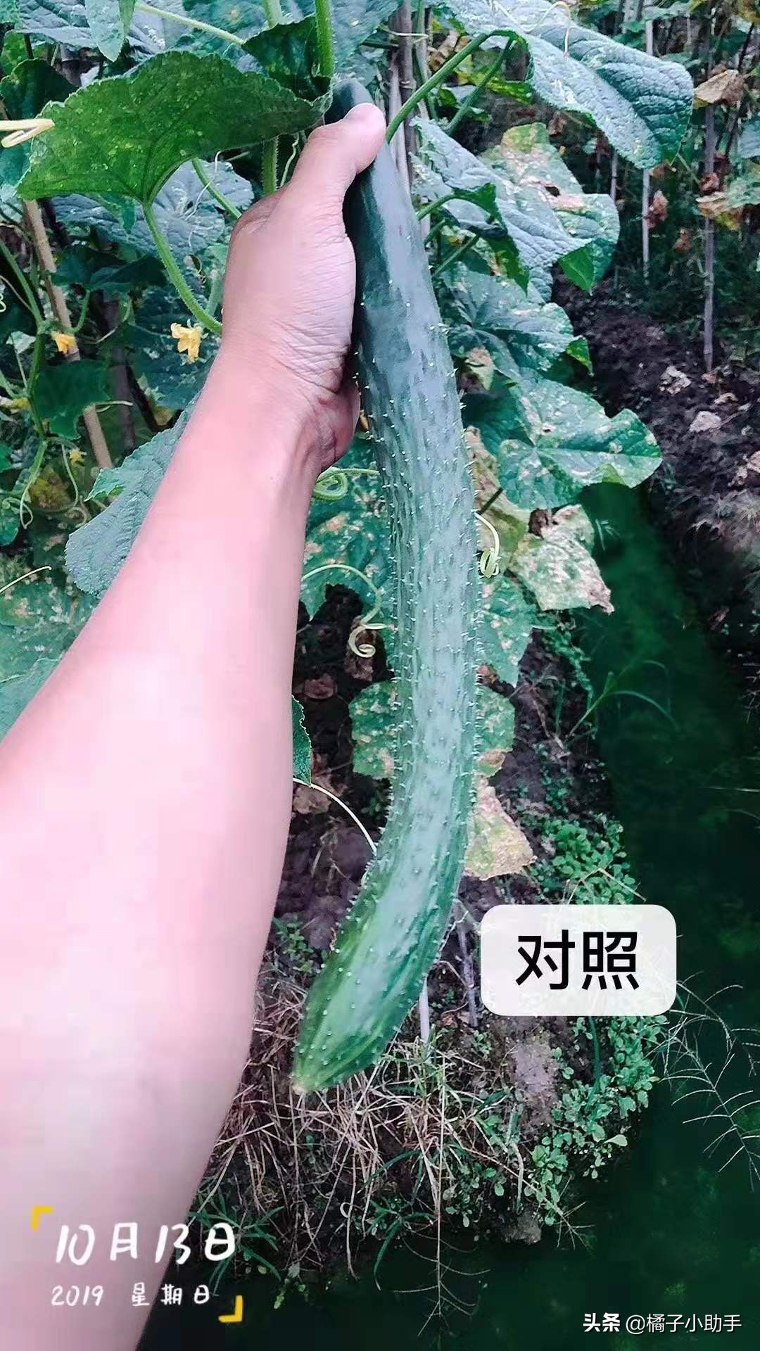 哈茨木霉菌水田最佳使用方法,哈茨木霉菌对黄瓜的作用