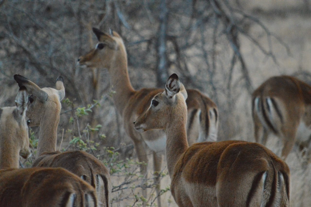 纪录片南非探险记,南非游记纪录片
