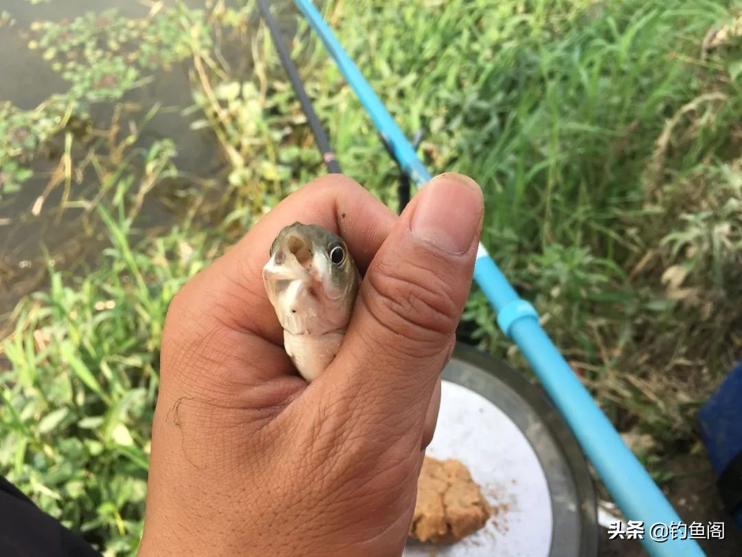 为什么野钓渔获越来越少,现在野钓基本没啥渔获