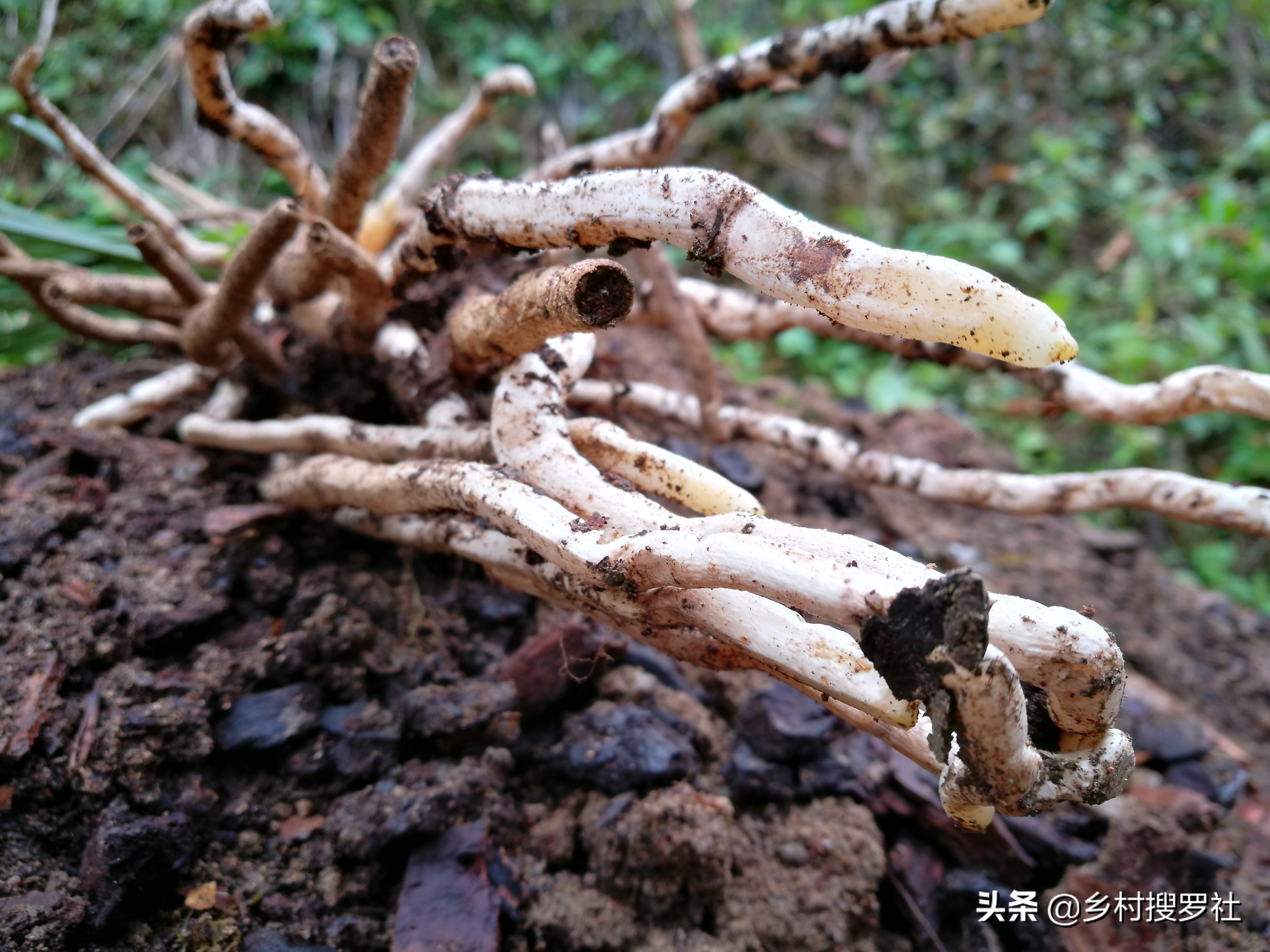 兰花有一个烂根就要翻盆吗,兰花根系特别多怎样分盆