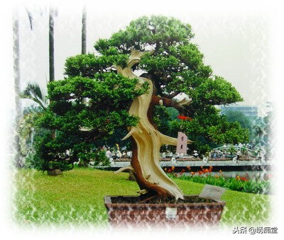 丛林式盆景欣赏,盆景欣赏及制作