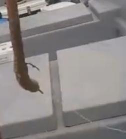 矶钓竿海钓用法视频教程,海钓矶竿钓底正确绑法