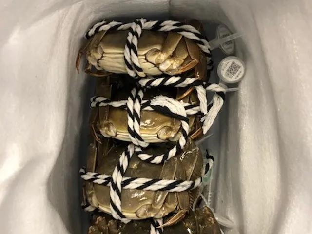 秋风起，欧美各国一提这种生物就如临大敌，一只活的能卖50美元