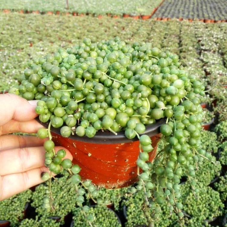 花店买花怎么选划算,花店买花一般怎么买