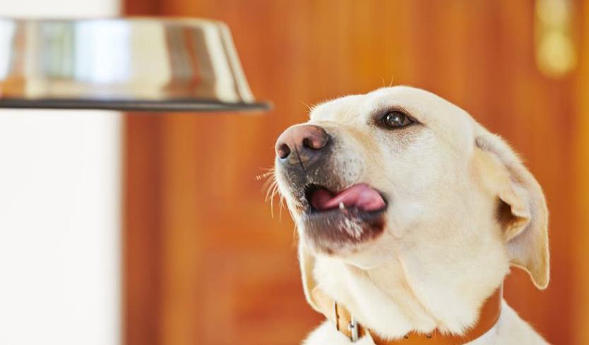 狗狗吃咸了呕吐怎么办,狗狗吃咸了有泪痕怎么办