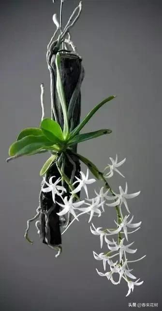 绚烂多彩的神奇植物,一种特别神奇的植物