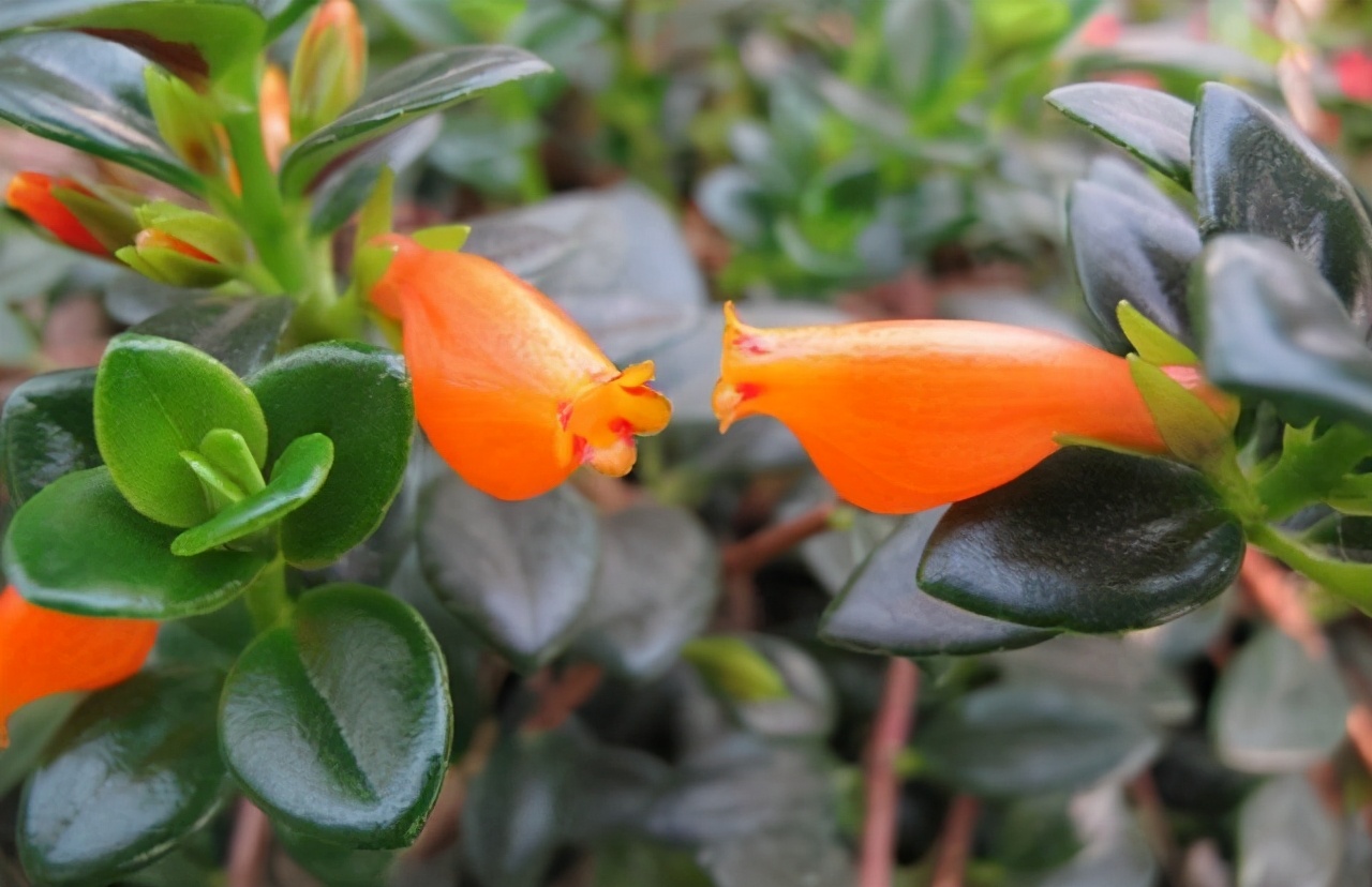 金鱼吊兰怎么养越养越亮,金鱼吊兰怎么养最旺盛