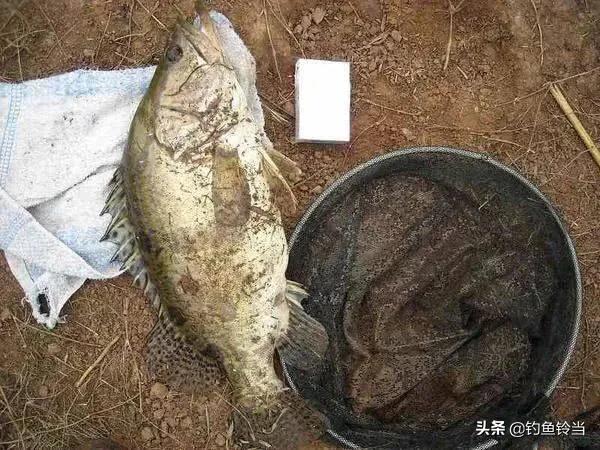 松花江鳜鱼生存环境,松花江的鳜鱼