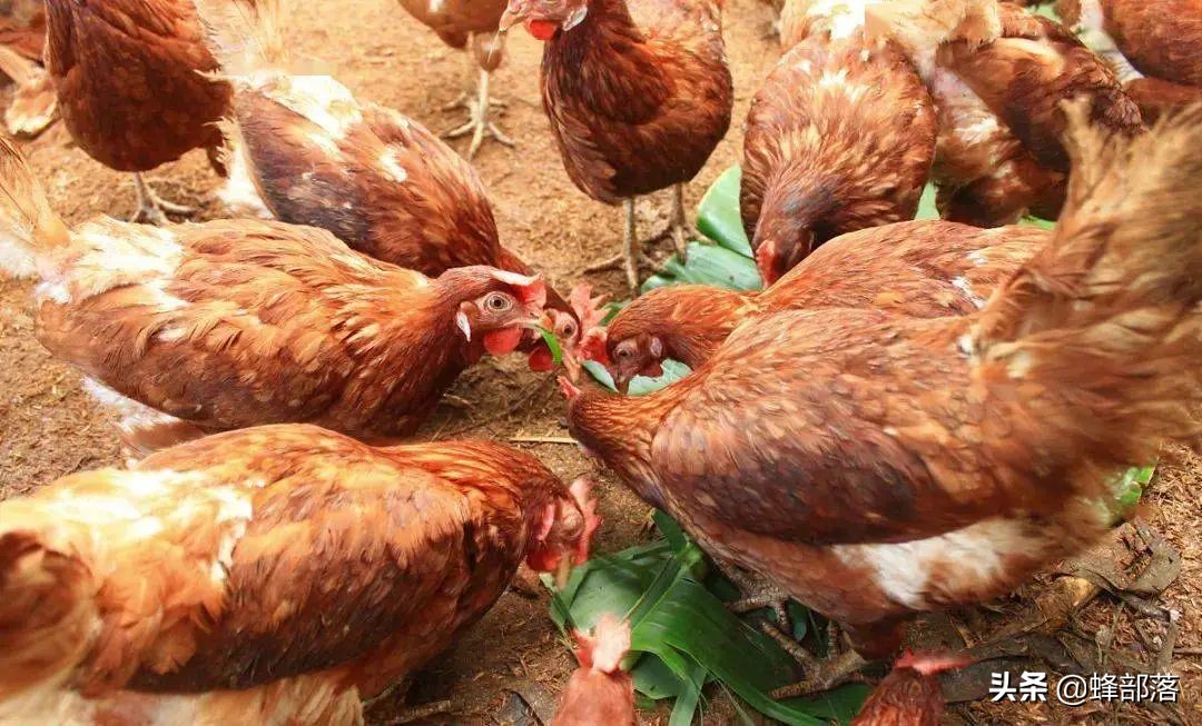 豆粕麦麸价格与去年相比上涨原因,豆粕涨价如何养牛