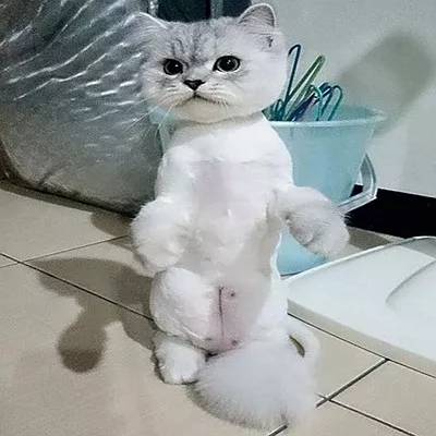 狗毛被剃光狗内心崩溃,把狗毛剃光长出来成卷毛了